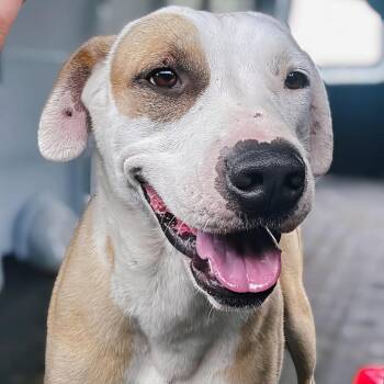 Summit -  Terrier and Labrador Retriever Dog for Adoption in Enid, Oklahoma - Summit | PetCurious