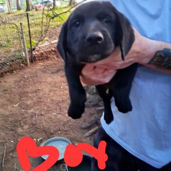 Black Lab pups (male) Courtesy post -  Black Labrador Retriever Dog for Adoption in Clarksville, Virginia - Black Lab Pups (male) Courtesy Post | PetCurious