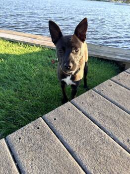 Rescue Australian Kelpie Dogs for Adoption - Natalia | PetCurious