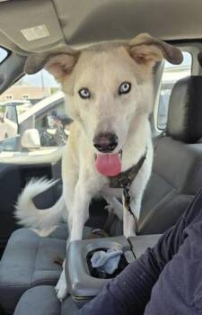 GOOSE -  Husky Dog for Adoption in San Antonio, Texas - GOOSE | PetCurious