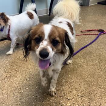 Kenny Rogers -  Mixed Breed Dog for Adoption in Skokie, Illinois - Kenny Rogers | PetCurious