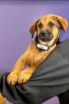 Shepherd Dogs Available for Adoption - 160-26 | PetCurious