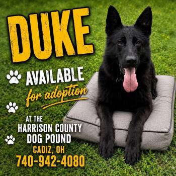 DUKE -  German Shepherd Dog Dog for Adoption in Cadiz, Ohio - DUKE | PetCurious