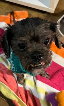 Rescue Shih Tzu Dogs for Adoption in Holly Springs, Georgia - Ashes | PetCurious