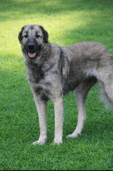 Anatolian Shepherd Dogs Available for Adoption - Samoa, Oh So Snuggly | PetCurious