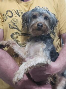 Yorkshire Terrier Dogs Available for Adoption in Twin Lakes, Wisconsin - #273 Brutus | PetCurious