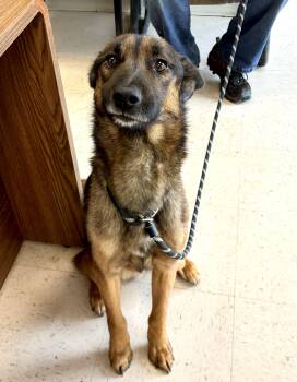 Shepherd Dogs Available for Adoption - Collin | PetCurious