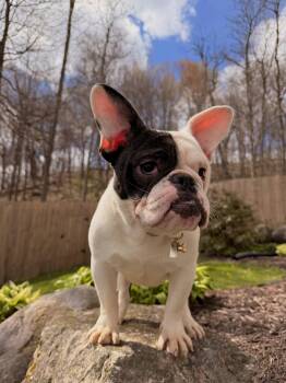 French Bulldog and English Bulldog Dogs Available for Adoption in North Freedom, Wisconsin - Betty  | PetCurious