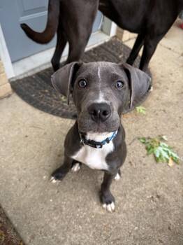 Pit Bull Terrier and Great Dane Dogs Available for Adoption in Indianapolis, Indiana - Skye | PetCurious
