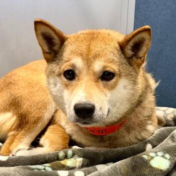 Foxy - Missouri MY26-127 -  Shiba Inu Dog for Adoption in Peyton, Colorado - Foxy - Missouri MY26-127 | PetCurious