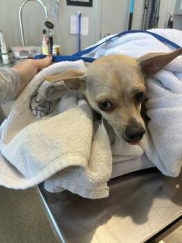 Suzie -  Mixed Breed Dog for Adoption in Lafayette, Indiana - Suzie | PetCurious