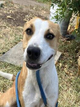 TANYA -  Mixed Breed Dog for Adoption in Dallas, Texas - TANYA | PetCurious