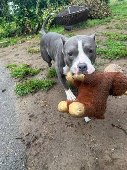 Jada (FOSTERED IN CT) -  Mixed Breed Dog for Adoption in Leverett, Massachusetts - Jada (FOSTERED IN CT) | PetCurious