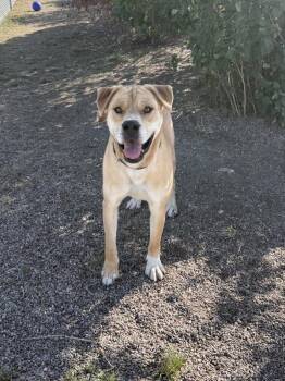 Malone -  Mixed Breed Dog for Adoption in Black Eagle, Montana - Malone | PetCurious