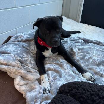 Mixed Breed Dogs Available for Adoption - Cowboy | PetCurious