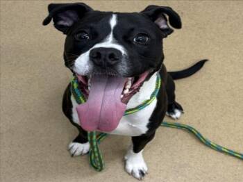 STORMI -  Pit Bull Terrier and Mixed Breed Dog for Adoption in Derwood, Maryland - STORMI | PetCurious