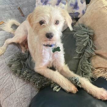 BUGS -  Terrier Dog for Adoption in Pleasanton, California - BUGS | PetCurious