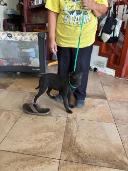 Rescue Chihuahua and Black Russian Terrier Dogs for Adoption in San Antonio, Texas - COMET | PetCurious