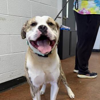 Mastiff and American Bulldog Dogs Available for Adoption in East St. Louis, Illinois - Octane | PetCurious