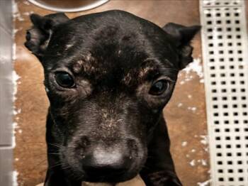 SHARITYN -  Labrador Retriever and Mixed Breed Dog for Adoption in Houston, Texas - SHARITYN | PetCurious