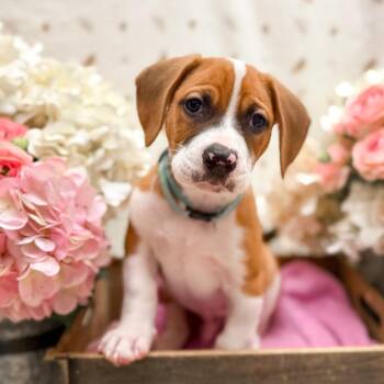 Chad -  Hound Dog for Adoption in Newberg, Oregon - Chad | PetCurious