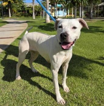 Snowy -  Hound and Mixed Breed Dog for Adoption in Honolulu, Hawaii - Snowy | PetCurious