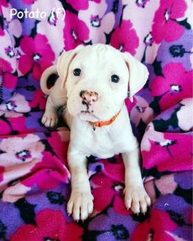 Boxer Dogs Available for Adoption in Monticello, New York - Veg Litter - Potato | PetCurious