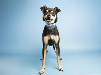 TEAL -  Chihuahua Dog for Adoption in Phoenix, Arizona - TEAL | PetCurious