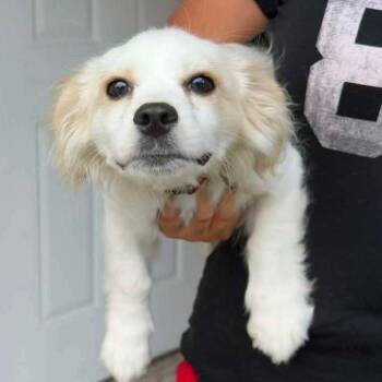 Lubie -  Spaniel and Mixed Breed Dog for Adoption in Overland Park, Kansas - Lubie | PetCurious