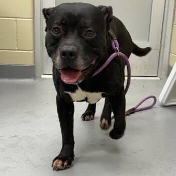 Mixed Breed Dogs Available for Adoption in Columbus, Georgia - 05/01/2026-Stray-12thAvenue-2 | PetCurious