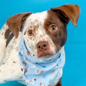 German Shorthaired Pointer and Mixed Breed Dogs Available for Adoption - MANI | PetCurious
