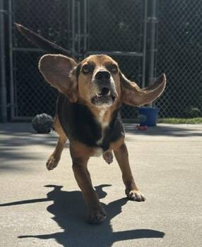 Angus -  Beagle and Mixed Breed Dog for Adoption in King William, Virginia - Angus | PetCurious