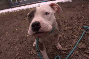 Rescue Pit Bull Terrier Dogs for Adoption in Portsmouth, Virginia - Asta | PetCurious