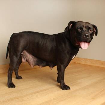 Splendor D71116 -  Pit Bull Terrier Dog for Adoption in Minnetonka, Minnesota - Splendor D71116 | PetCurious