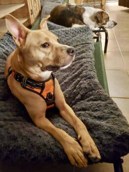 Pit Bull Terrier and American Staffordshire Terrier Dogs Available for Adoption in Mooresville, North Carolina - Mila | PetCurious