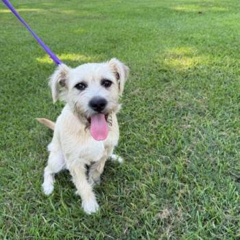 Latte -  Border Terrier Dog for Adoption in Raeford, North Carolina - Latte | PetCurious