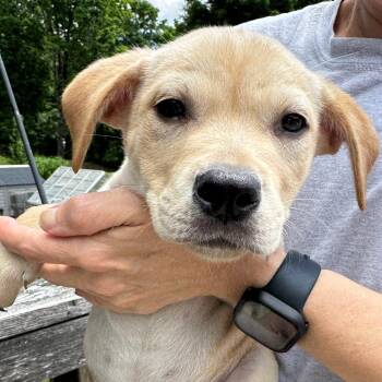 NY Trek Avail Jun 13 (Choice Pet Carmel) -  Labrador Retriever and Pit Bull Terrier Dog for Adoption in Eastford, Connecticut - NY Trek Avail Jun 13 (Choice Pet Carmel) | PetCurious