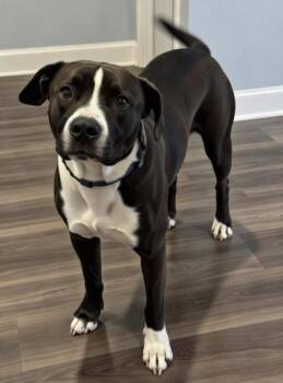 Labrador Retriever and Mixed Breed Dogs Available for Adoption - Blaze | PetCurious