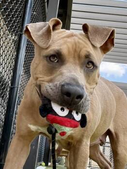 Princess Celestia -  Pit Bull Terrier and Mixed Breed Dog for Adoption in Atlanta, Georgia - Princess Celestia | PetCurious