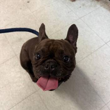 Sevyn -  French Bulldog Dog for Adoption in Philadelphia, Pennsylvania - Sevyn | PetCurious