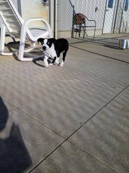 Border Collie and Mixed Breed Dogs Available for Adoption - Dottie | PetCurious