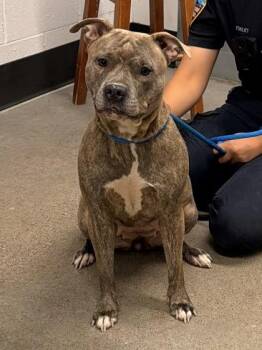 Prim -  Pit Bull Terrier Dog for Adoption in Cleveland, Ohio - Prim | PetCurious