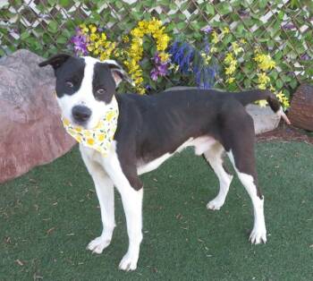 Hound and Mixed Breed Dogs Available for Adoption - NOCKO | PetCurious