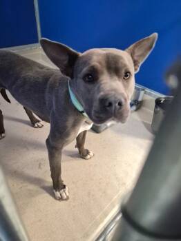 Pit Bull Terrier Dogs Available for Adoption in Moriarty, New Mexico - Lavender | PetCurious