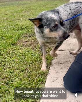 Bluebell -  Australian Cattle Dog Blue Heeler Dog for Adoption in Lakewood Ranch, Florida - Bluebell | PetCurious