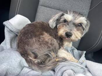 MILO -  Terrier and Mixed Breed Dog for Adoption in San Antonio, Texas - MILO | PetCurious