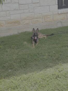 Winnie (The Pooch)- Located in Oklahoma -  Belgian Shepherd Malinois Dog for Adoption in Imlay City, Michigan - Winnie (The Pooch)- Located In Oklahoma | PetCurious