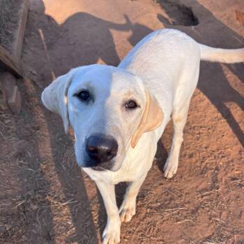 Bonnie -  Labrador Retriever Dog for Adoption in Pembroke, Massachusetts - Bonnie | PetCurious