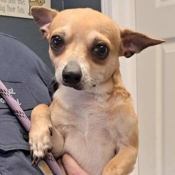 Snoopy -  Chihuahua Dog for Adoption in Hollister, Missouri - Snoopy | PetCurious