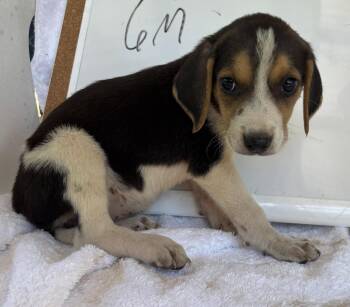 Autumn Macbeth: Pending -  Foxhound Dog for Adoption in Rustburg, Virginia - Autumn Macbeth: Pending | PetCurious